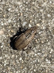 Naupactus peregrinus