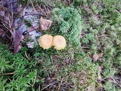 Cystoderma amianthinum