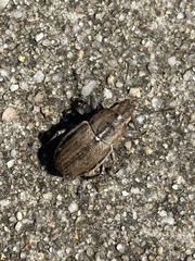 Naupactus peregrinus