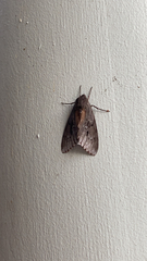 Lapara coniferarum