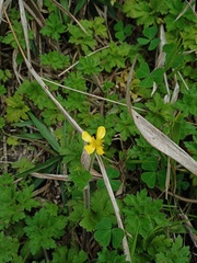 Ranunculus