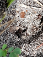 Pheidole obscurithorax