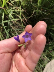 Campanula intercedens