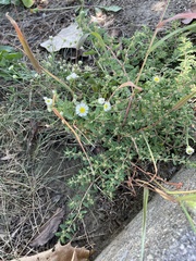 Symphyotrichum ontarionis
