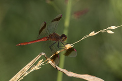 Sympetrum pedemontanum