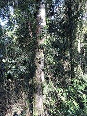 Nectandra