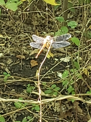 Libellula croceipennis