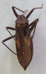 Eratyrus cuspidatus