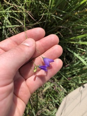 Campanula intercedens