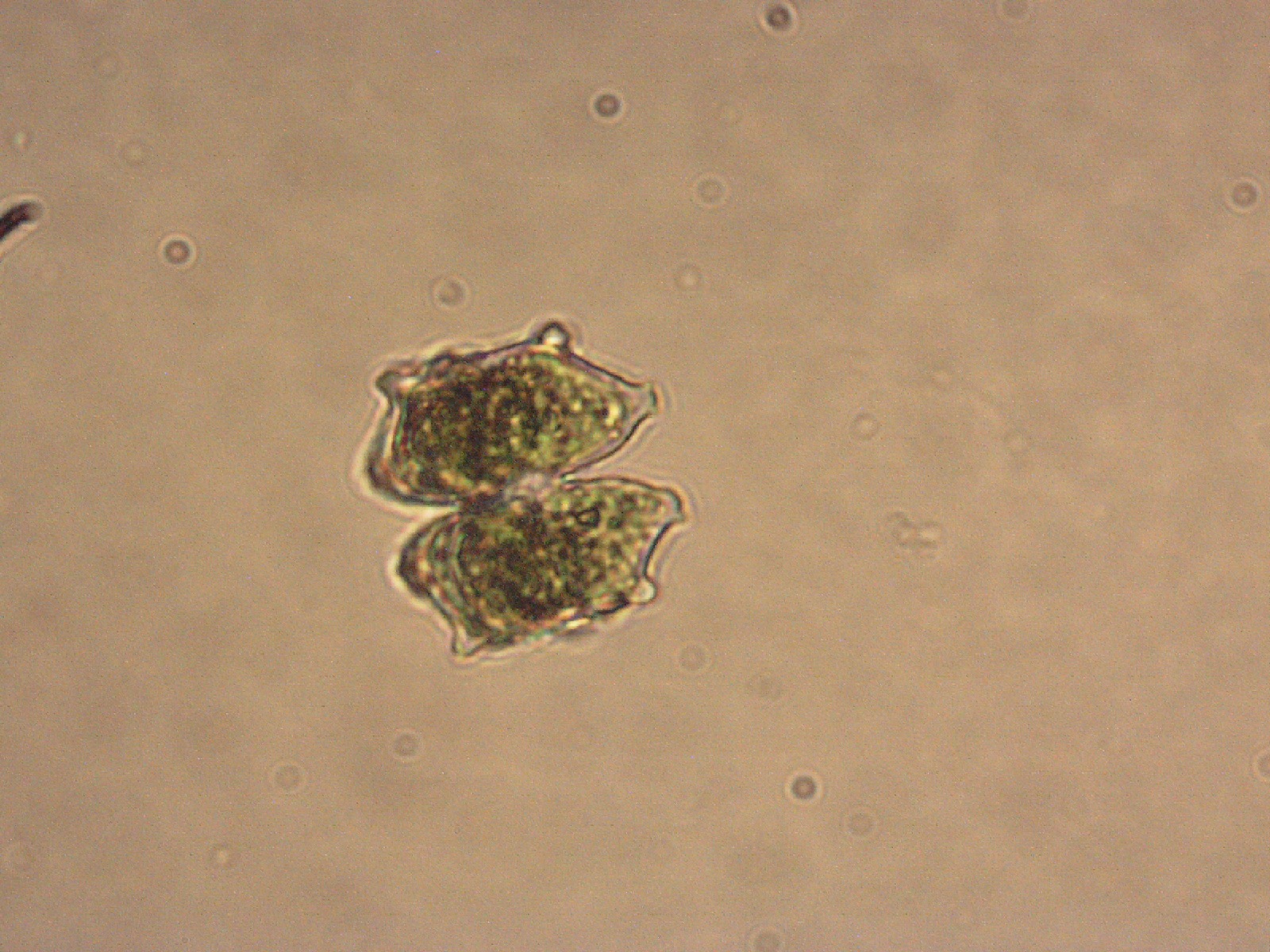 Staurastrum monticulosum