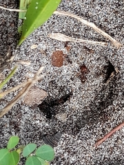 Pheidole obscurithorax