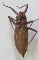 Eratyrus cuspidatus