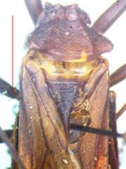 Eratyrus cuspidatus