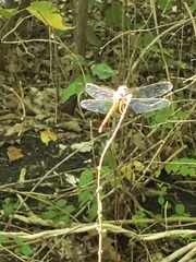 Libellula croceipennis