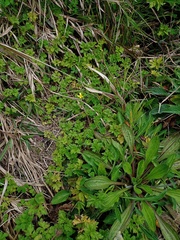 Ranunculus