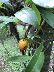 Pereskia aculeata