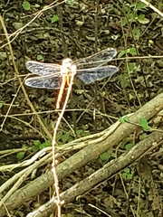 Libellula croceipennis