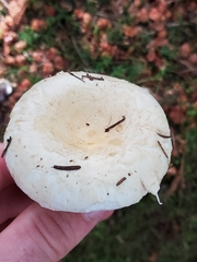 Agaricus arvensis