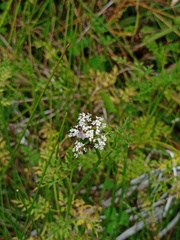 Oenanthe javanica