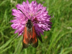 Zygaena osterodensis
