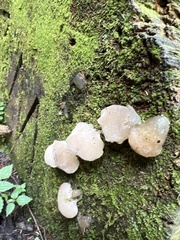 Pseudohydnum gelatinosum