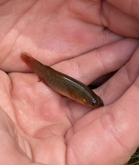 Fundulus rubrifrons