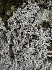 Stereocaulon vesuvianum