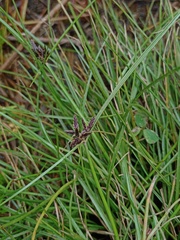 Cyperus flavidus