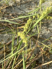Cenchrus spinifex