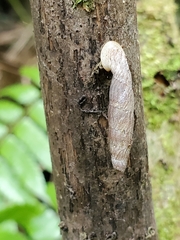 Nenia tridens