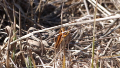 Pyronia cecilia