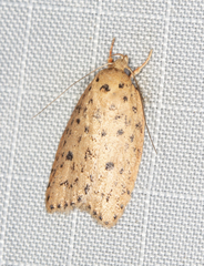 Garrha atripunctatella