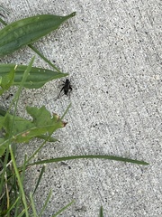 Allonemobius fasciatus