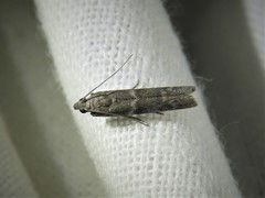 Gelechiini