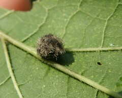 Celticecis pubescens