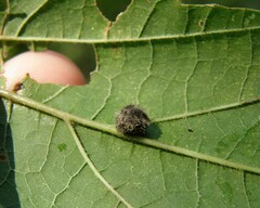 Celticecis pubescens