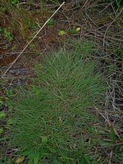 Cyperus flavidus