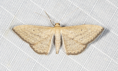 Scopula oppilata