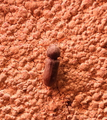 Bostrichoidea