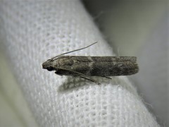 Gelechiini