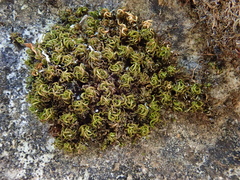 Tortella nitida