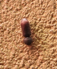 Bostrichoidea