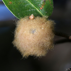 Heteroecus dasydactyli