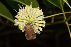 Pseudorthodes vecors