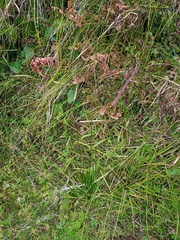 Eriocaulaceae
