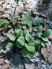 Pyrola americana