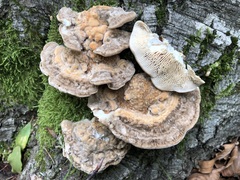 Trametes betulina