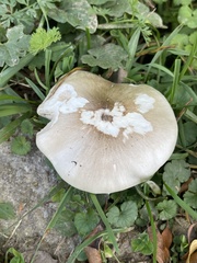 Agaricaceae