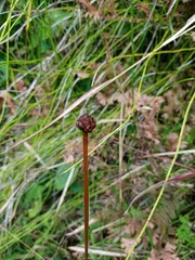 Eriocaulaceae