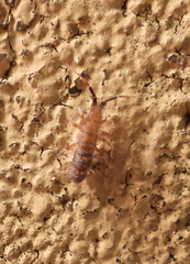 Orchesella